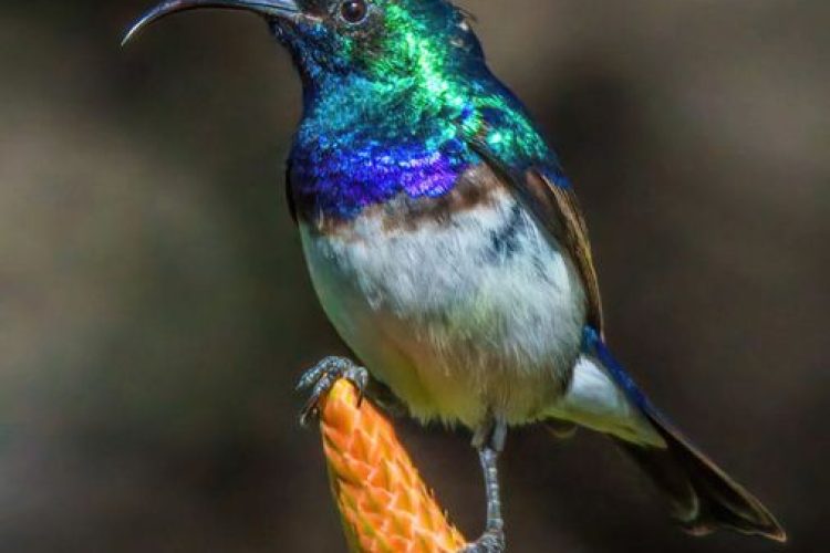 Bird Day Image 6